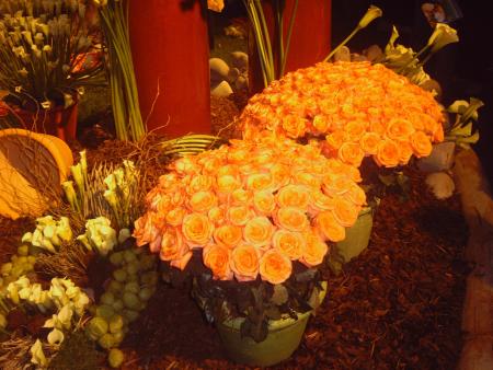 Pots de Roses orang�es ( Loly21 )